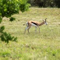 Springbok, Johannesburg, South Africa